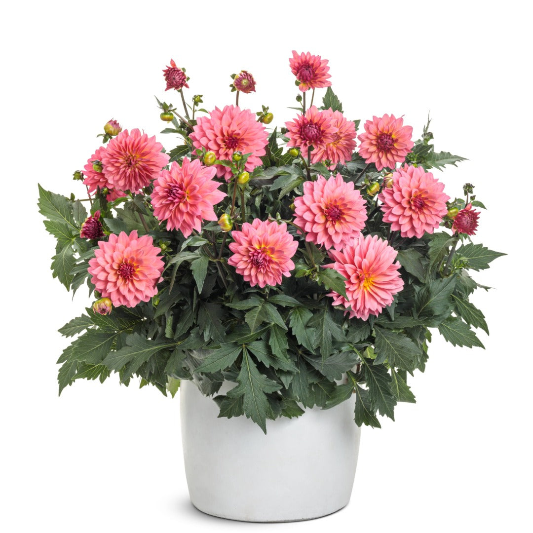 Dahlia Virtuoso® Pinkerific™