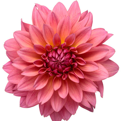 Dahlia Virtuoso® Pinkerific™