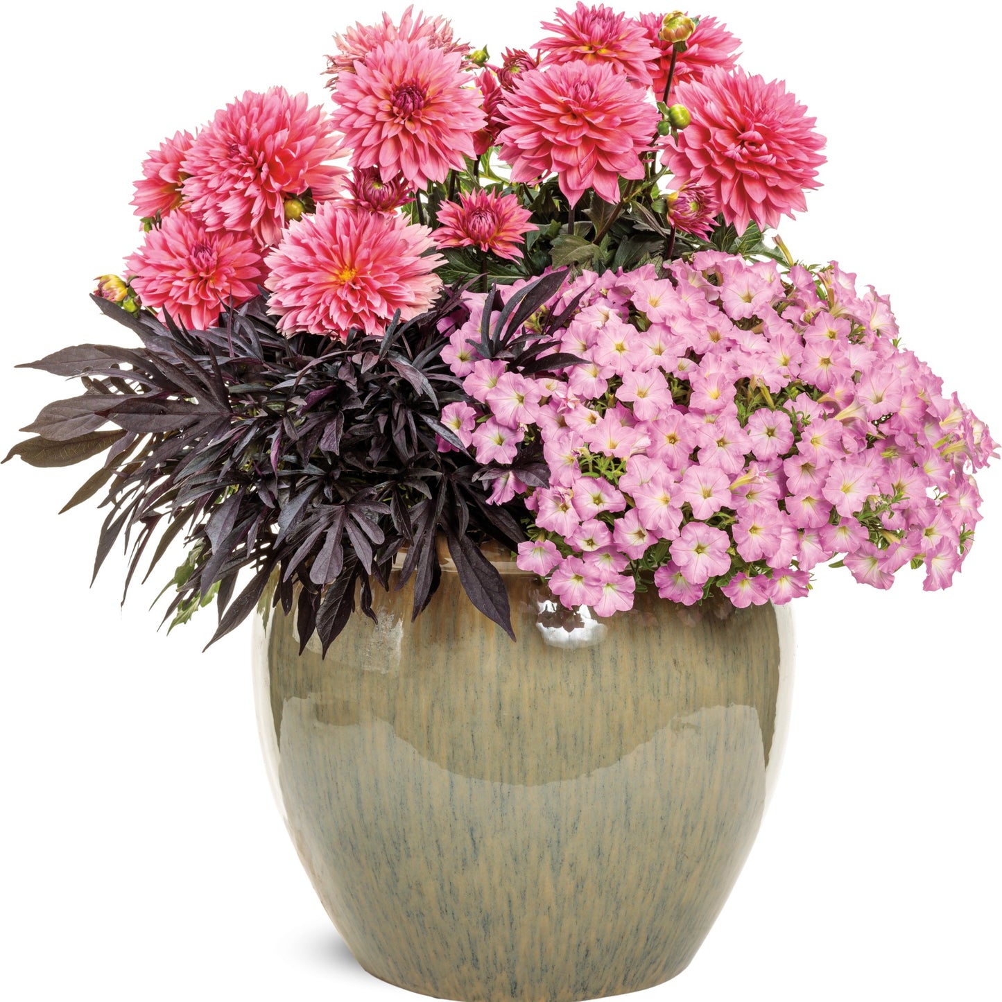 Dahlia Virtuoso® Pinkerific™