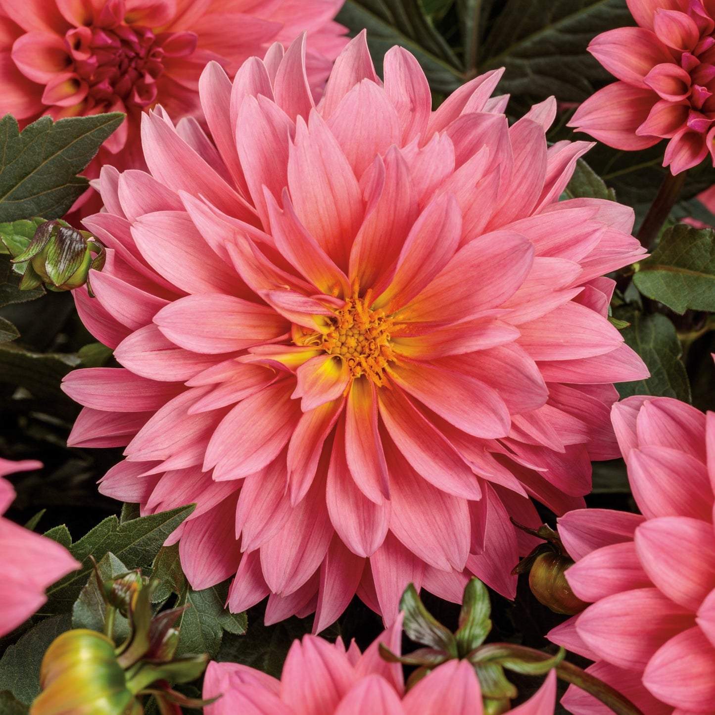 Dahlia Virtuoso® Pinkerific™