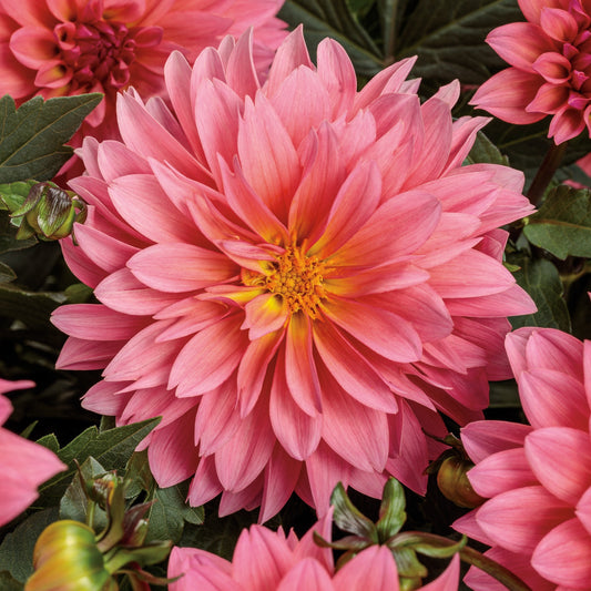 Dahlia Virtuoso® Pinkerific™