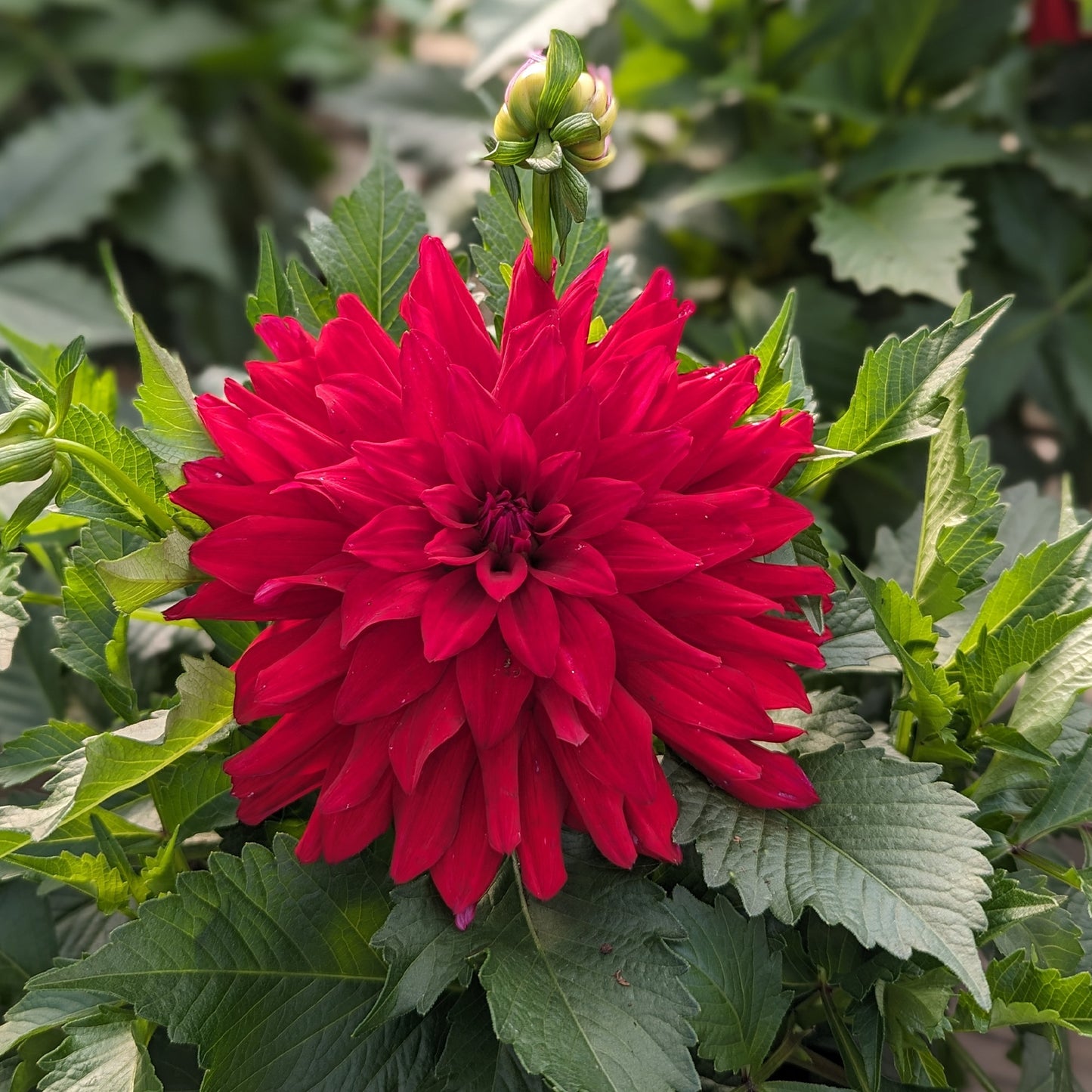 Dahlia LABELLA® Maggiore Purple