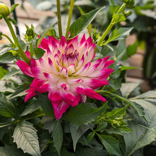 Dahlia LABELLA® Maggiore Rose Bicolore