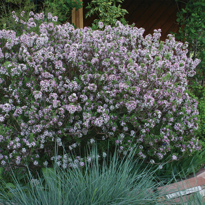 Daphnée odorante 'Carol Mackie'