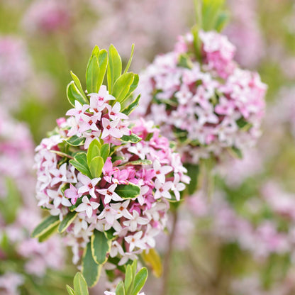 Daphnée odorante 'Carol Mackie'