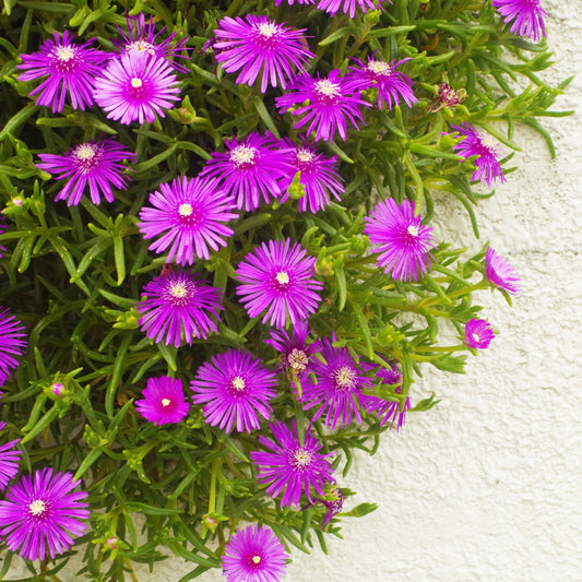 Ice plant