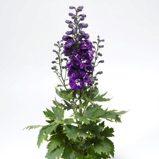 Magic Fountain Dark Blue White Bee' Larkspur 