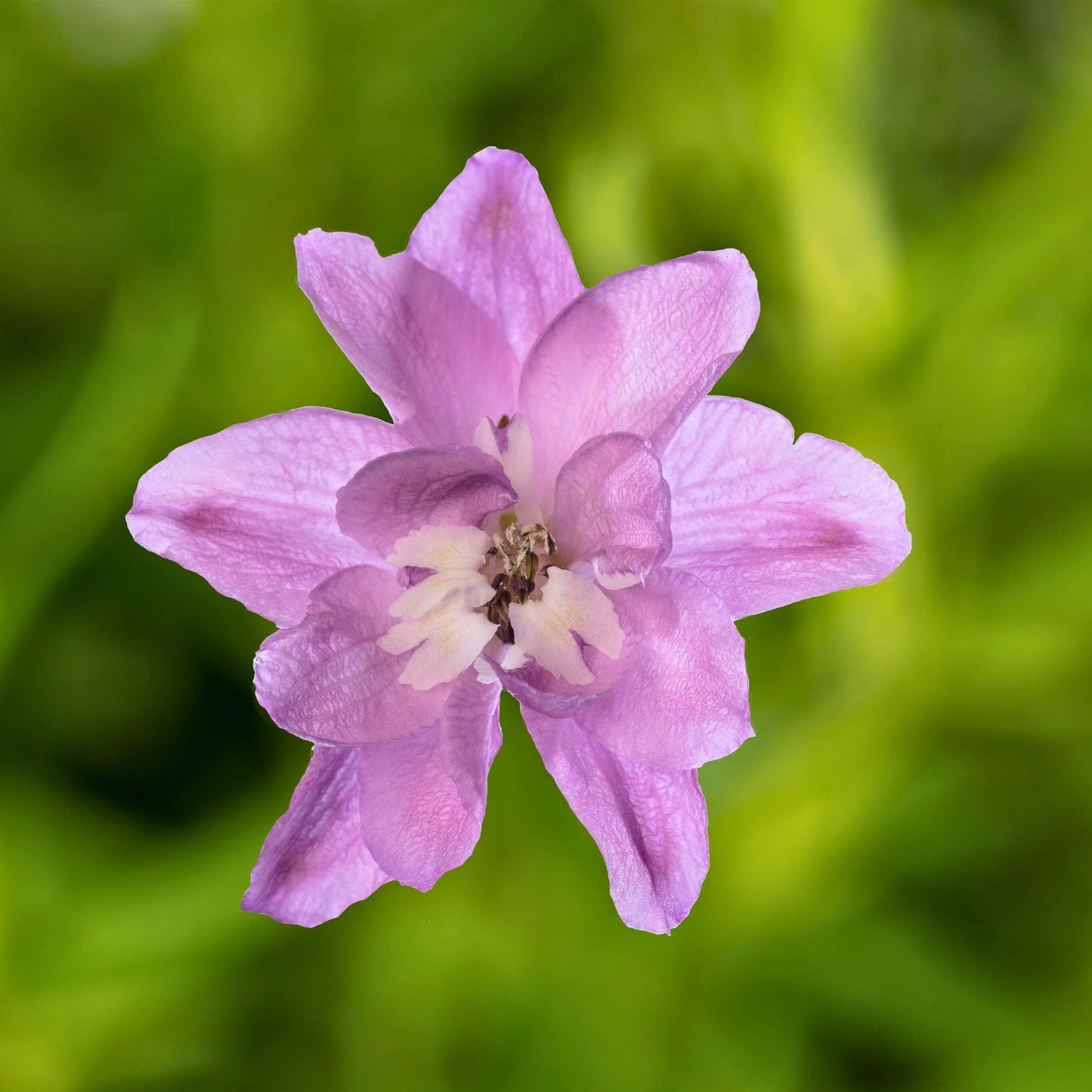 Pied-d'alouette 'Princess Caroline'