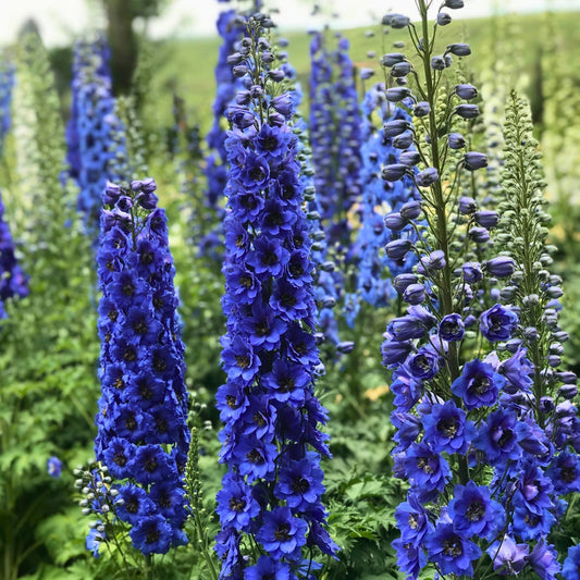 Blue Butterfly' Larkspur