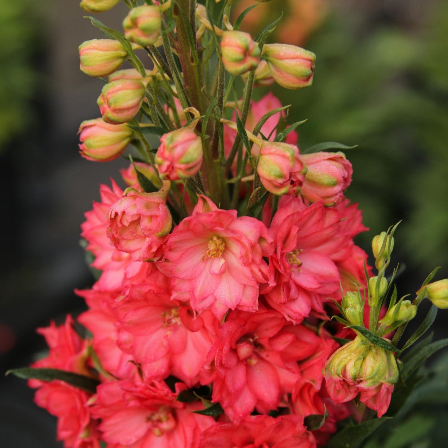 Red Lark' Candle Larkspur