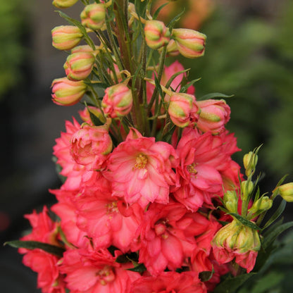 Red Lark' Candle Larkspur