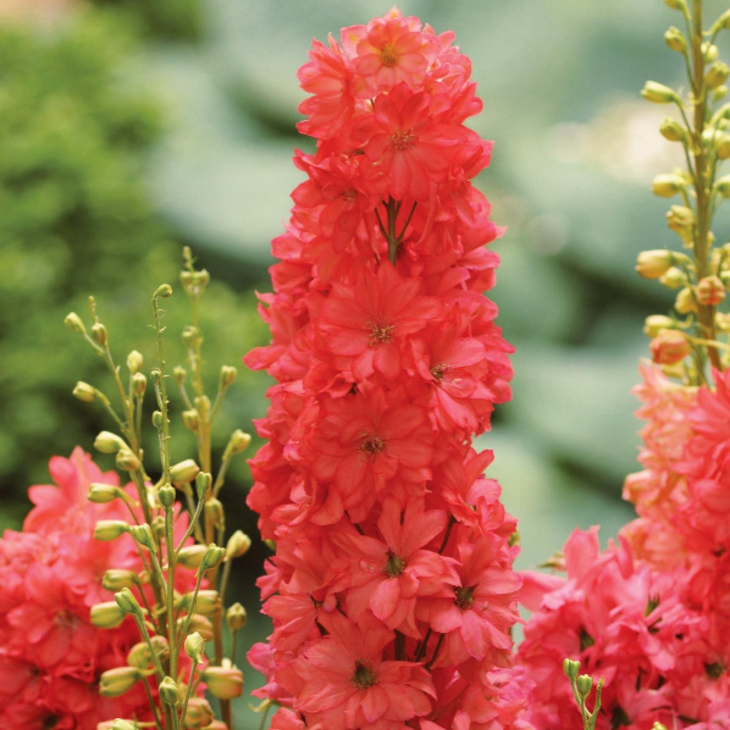 Red Lark' Candle Larkspur