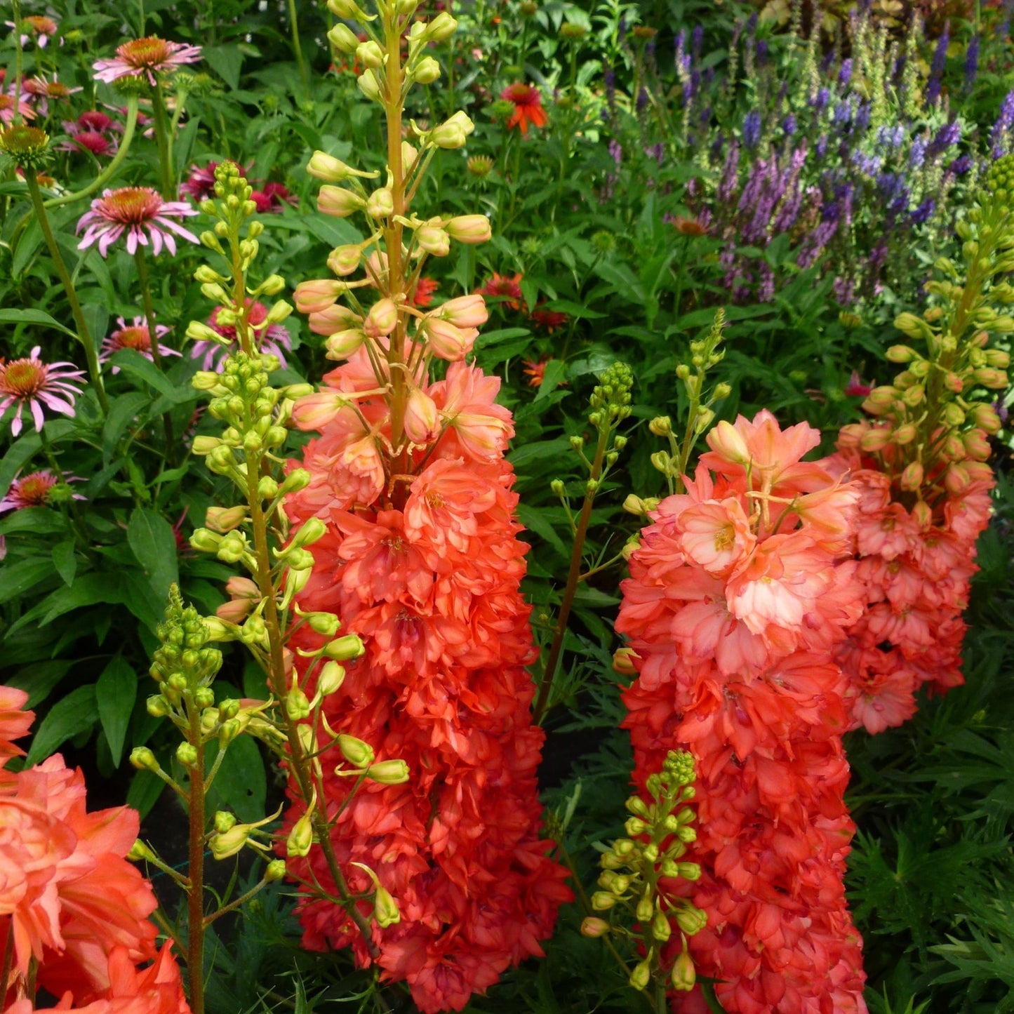 Red Lark' Candle Larkspur