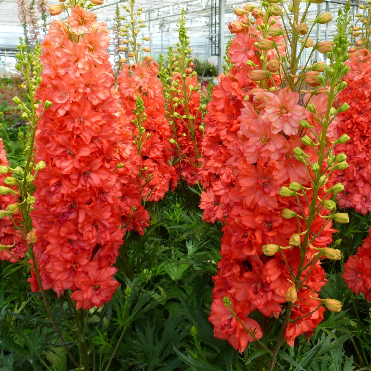 Red Lark' Candle Larkspur