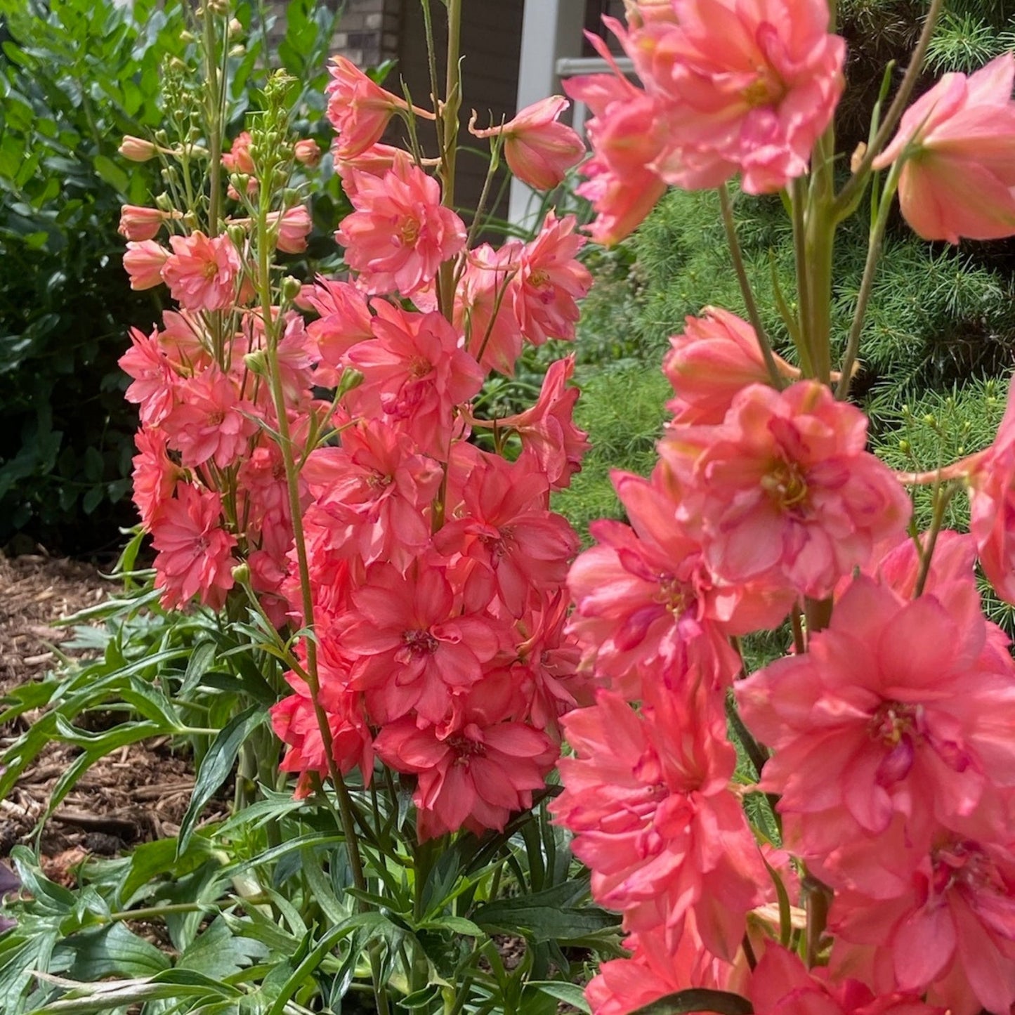 Red Lark' Candle Larkspur