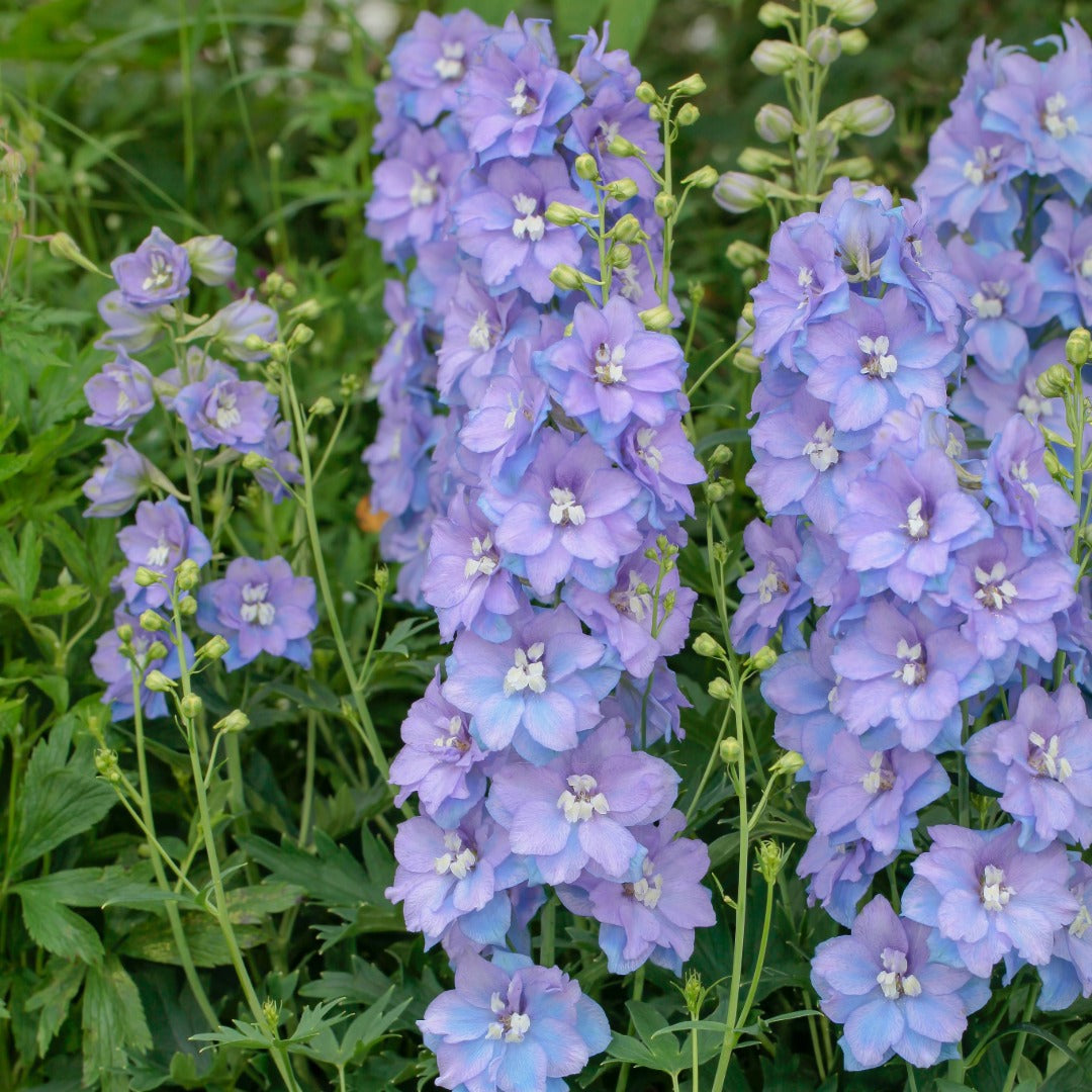 Delphinium 'Delgenius Shelby' – 'Delgenius Shelby' Larkspur