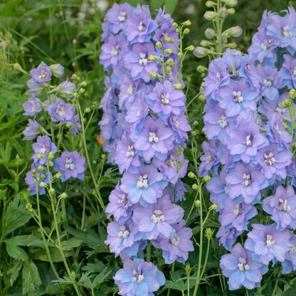 Delphinium 'Delgenius Shelby' – 'Delgenius Shelby' Larkspur