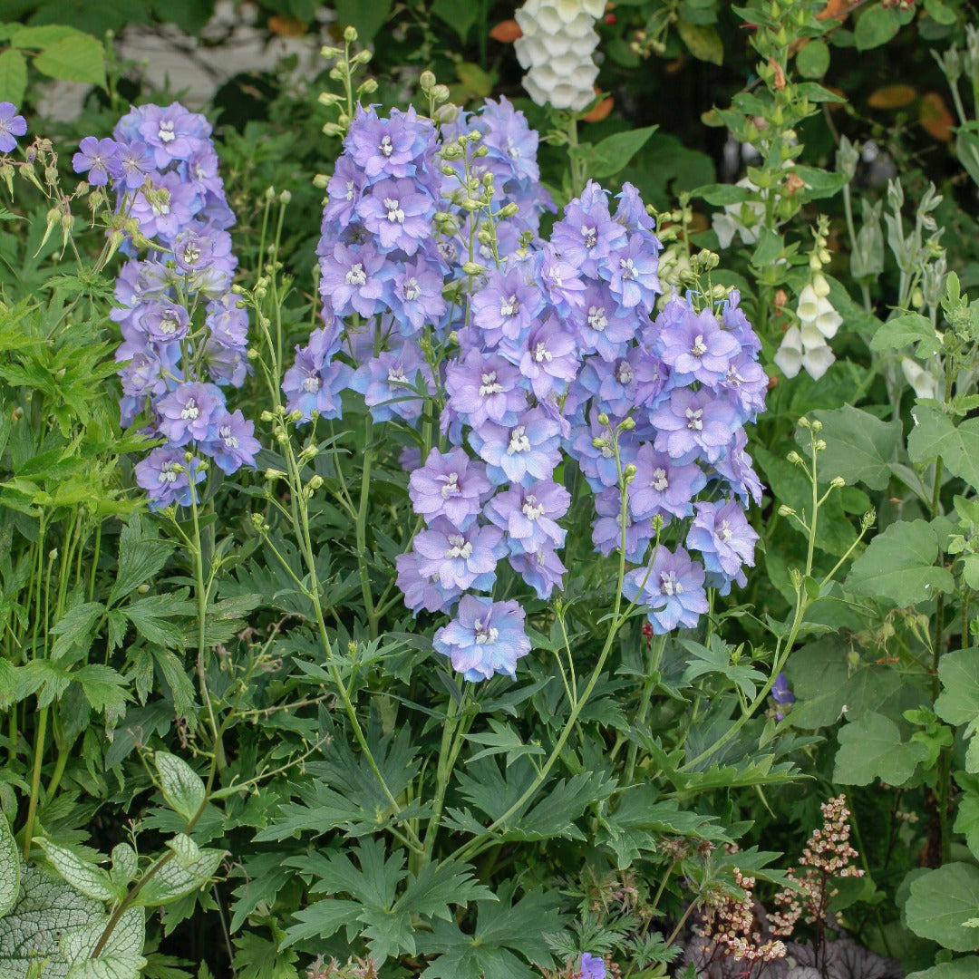 Delphinium 'Delgenius Shelby' – 'Delgenius Shelby' Larkspur