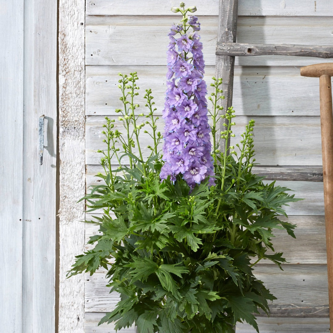 Delphinium 'Delgenius Shelby' – 'Delgenius Shelby' Larkspur