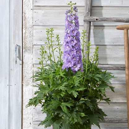 Delphinium 'Delgenius Shelby' – 'Delgenius Shelby' Larkspur