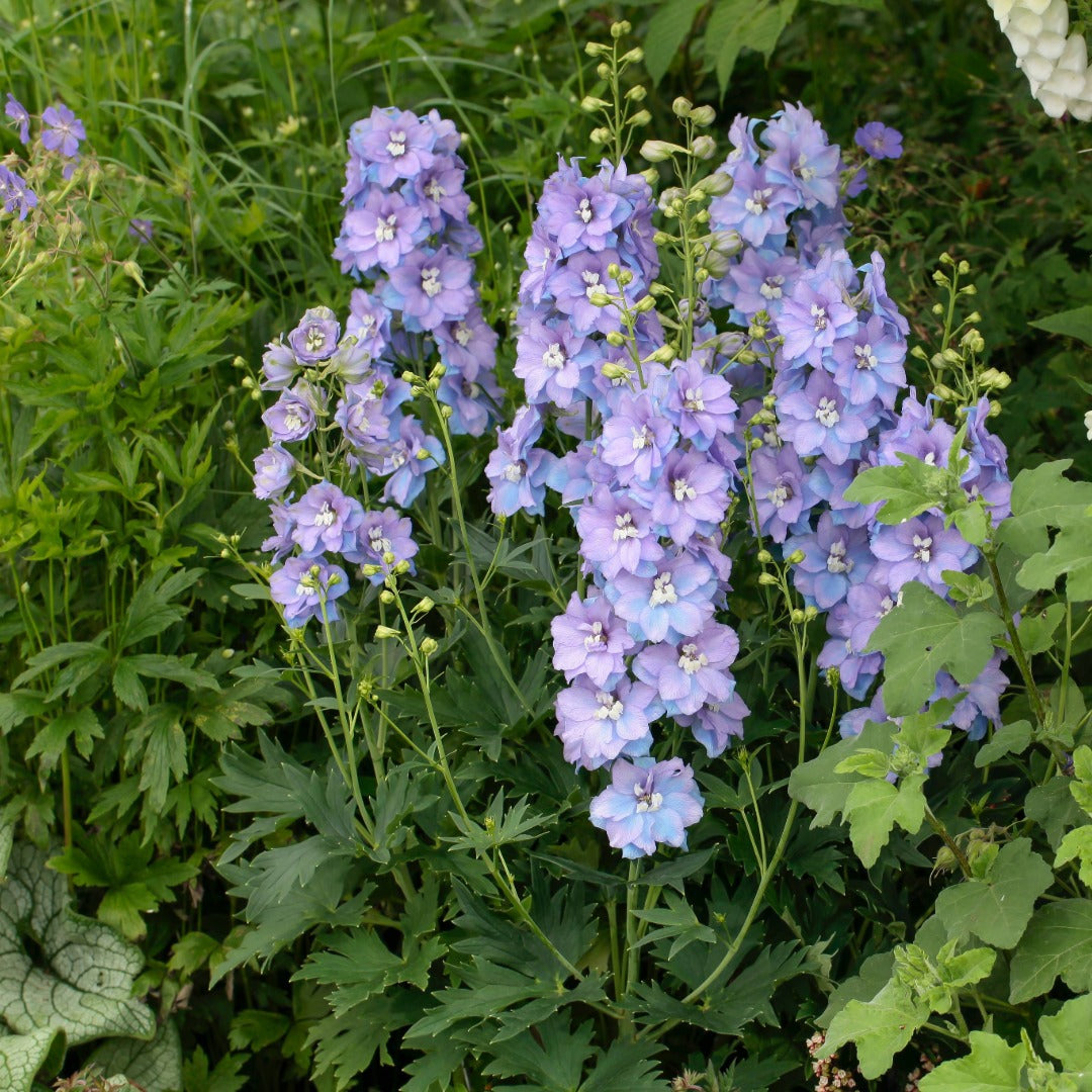 Delphinium 'Delgenius Shelby' – 'Delgenius Shelby' Larkspur