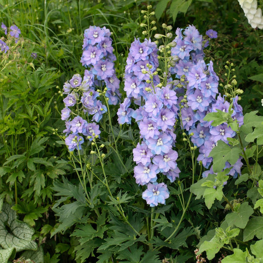 Delphinium 'Delgenius Shelby' – 'Delgenius Shelby' Larkspur