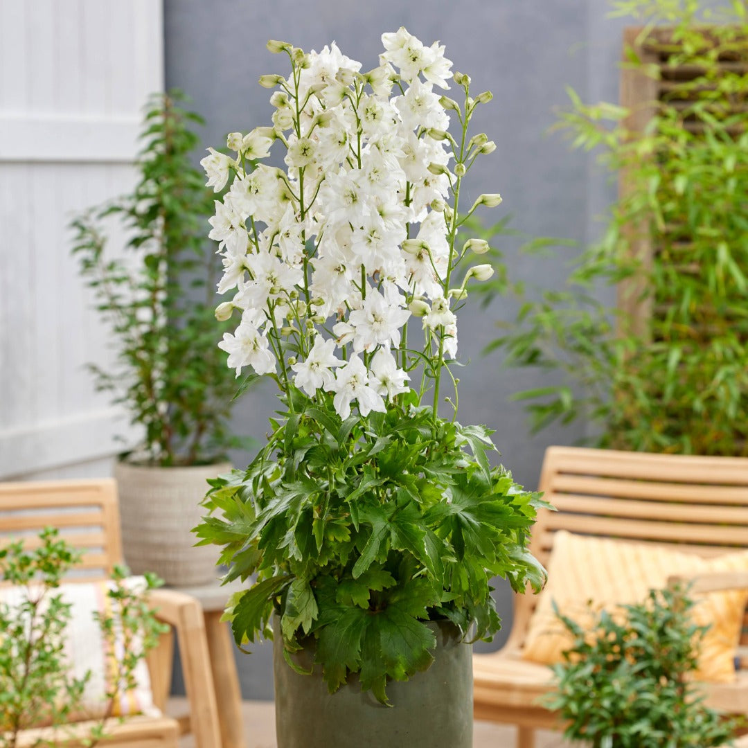 Delphinium elatum 'Pixie Rocket Moon Rocket' – Delphinium / Larkspur