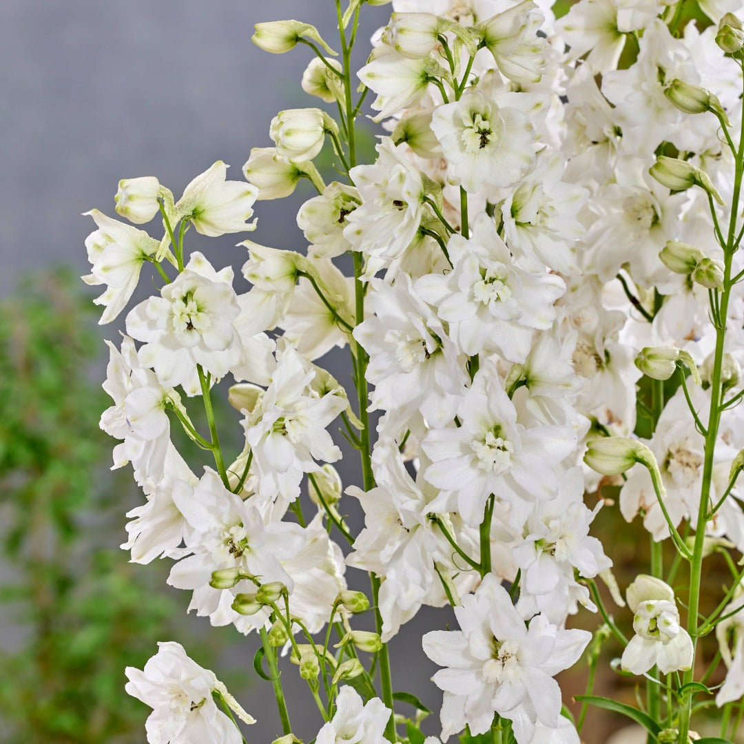 Delphinium elatum 'Pixie Rocket Moon Rocket' – Delphinium / Larkspur