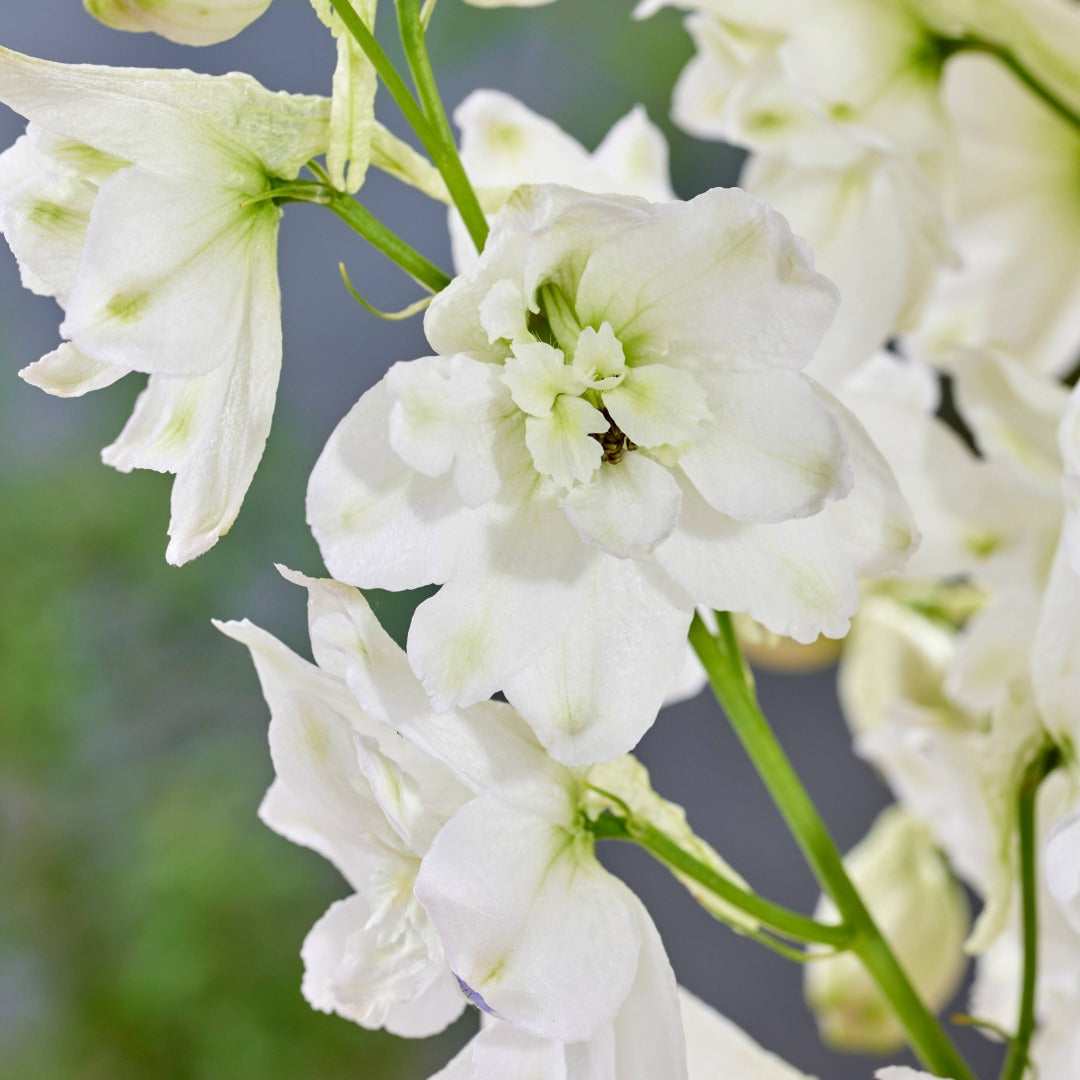 Delphinium elatum 'Pixie Rocket Moon Rocket' – Delphinium / Larkspur