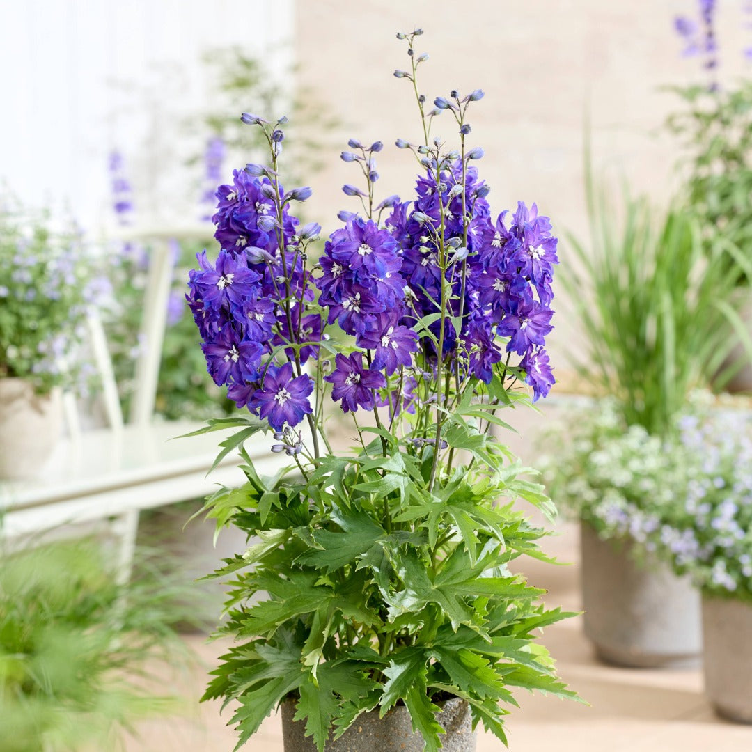 Delphinium 'Pixie Rocket® Neptune Rocket' – Delphinium / Larkspur