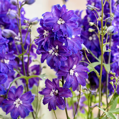 Delphinium 'Pixie Rocket® Neptune Rocket' – Delphinium / Larkspur