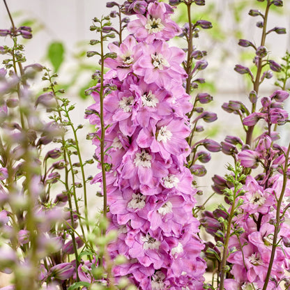 Delphinium 'Pixie Rocket® Rose Rocket' – Delphinium / Larkspur