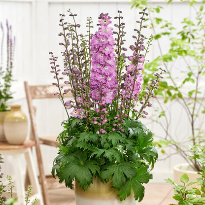 Delphinium 'Pixie Rocket® Rose Rocket' – Delphinium / Larkspur