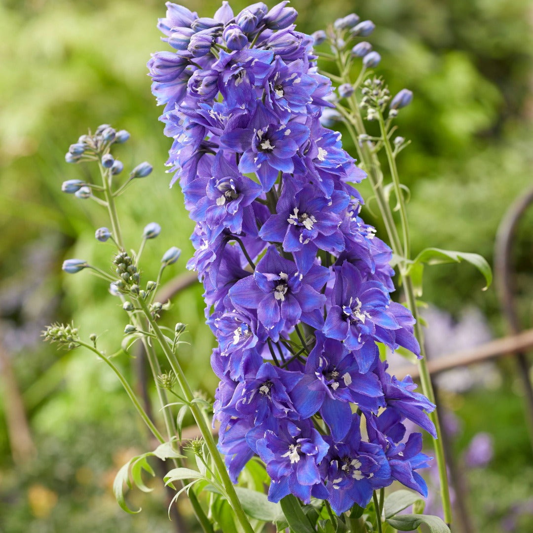 Delphinium elatum 'Pixie Rocket® Sky Rocket' – Delphinium / Larkspur