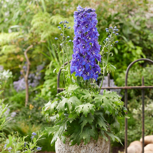 Delphinium elatum 'Pixie Rocket® Sky Rocket' – Delphinium / Larkspur