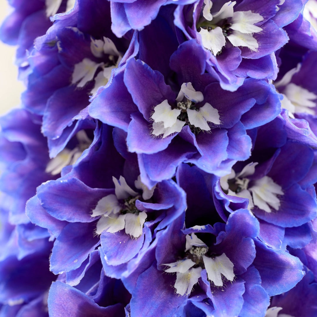 Delphinium elatum 'Pixie Rocket® Sky Rocket' – Delphinium / Larkspur
