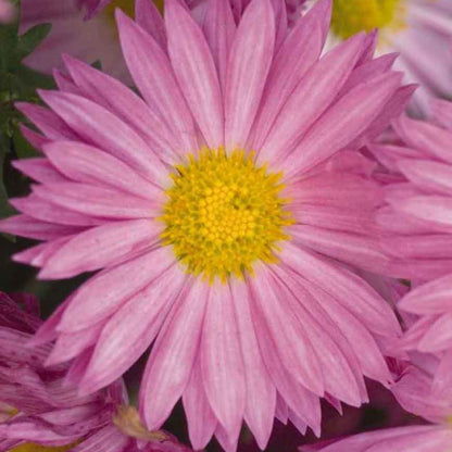 Chrysanthemum 'Mammoth Dark Pink' – 'Mammoth Dark Pink' Chrysanthemum