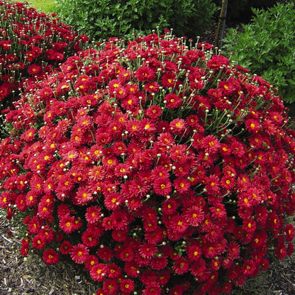 Chrysanthemum 'Mammoth Red' – Chrysanthème 'Mammoth Red'