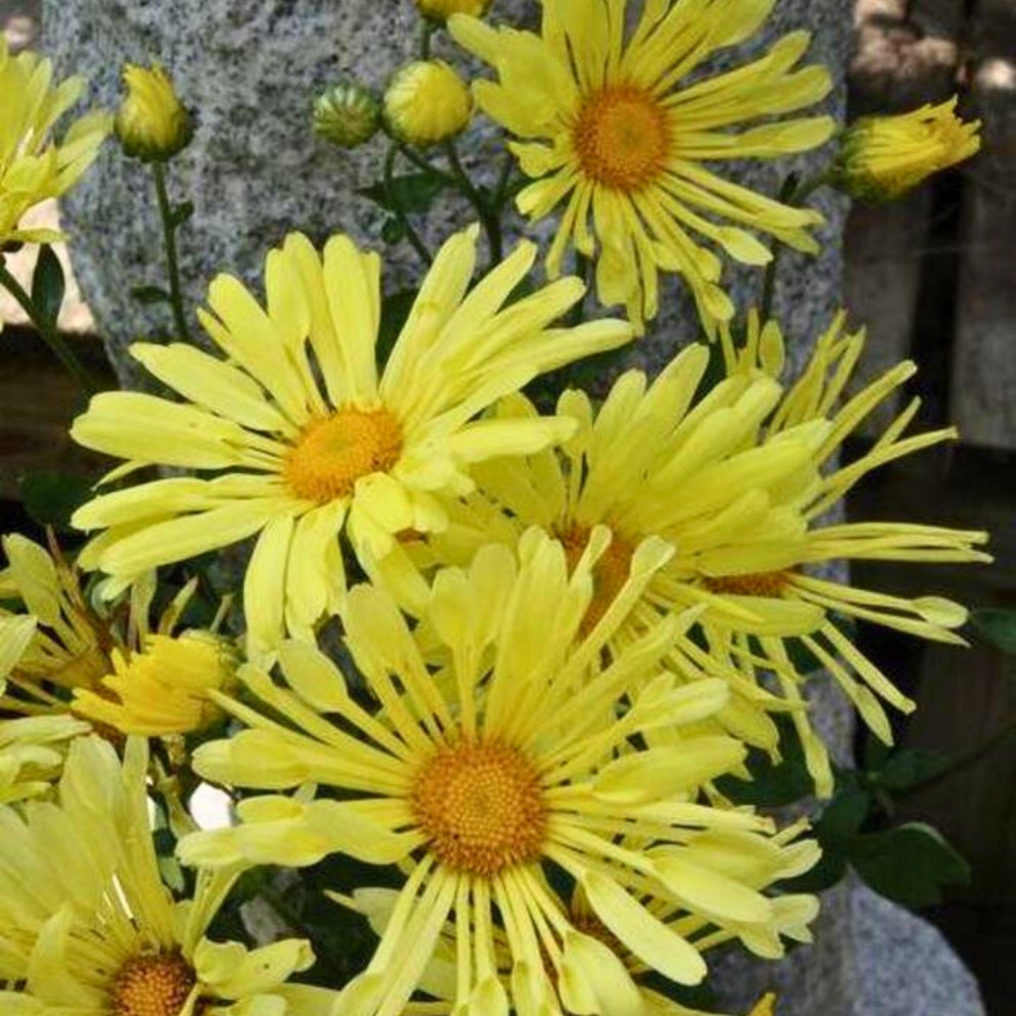 Chrysanthème d'Automne 'Mammoth Yellow Quill'