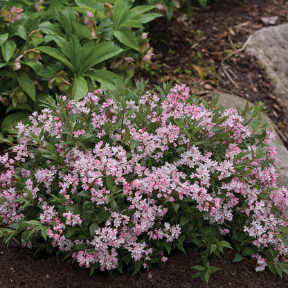 Deutzia 'Yuki Cherry Blossom'