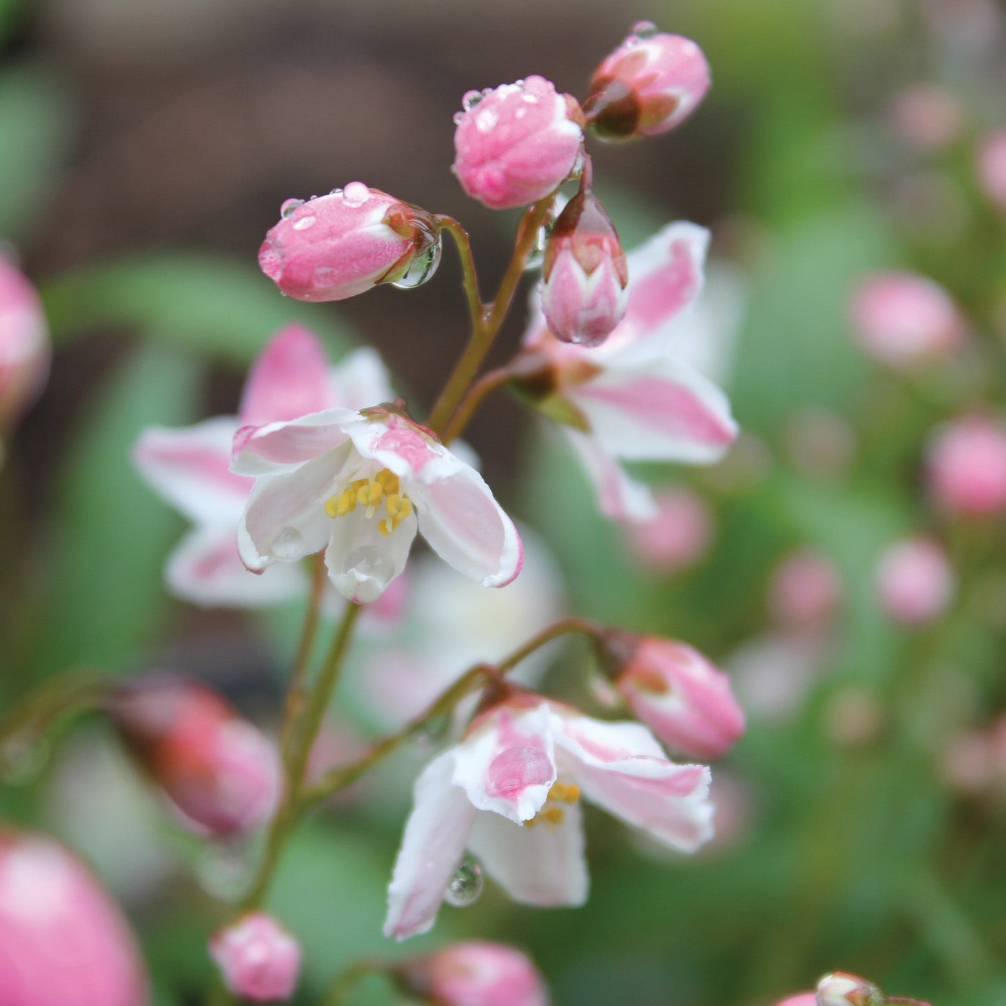 Deutzia 'Yuki Cherry Blossom'