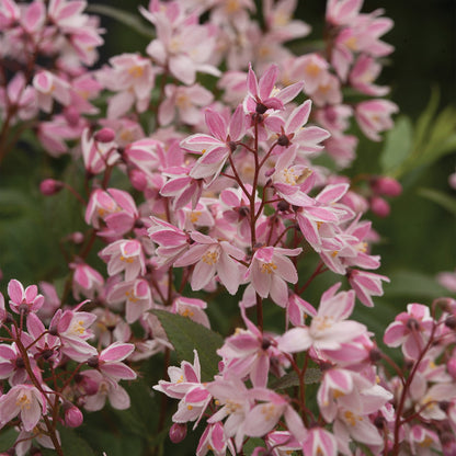 Deutzia 'Yuki Cherry Blossom'