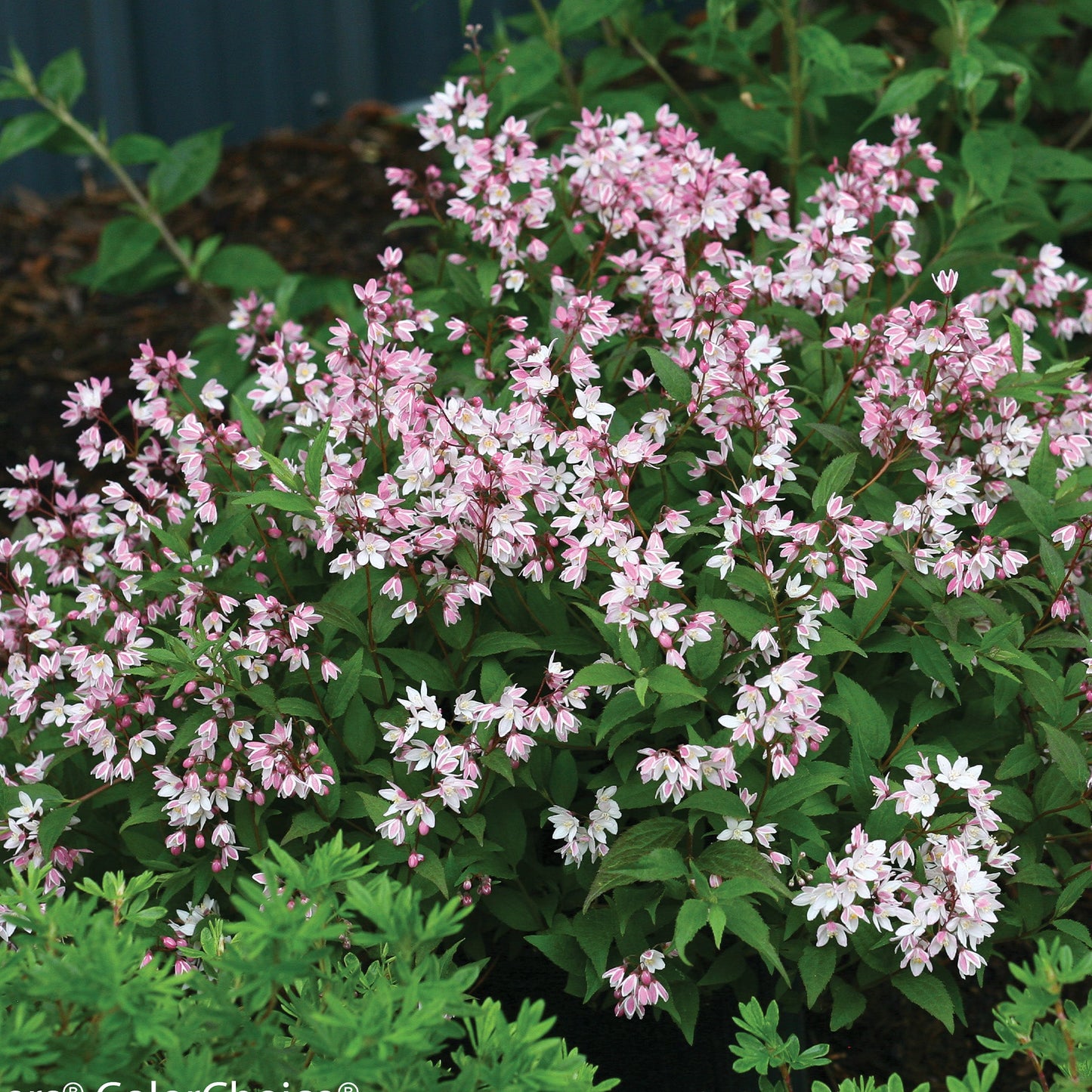 Deutzia 'Yuki Cherry Blossom'