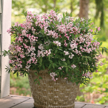 Deutzia 'Yuki Cherry Blossom'