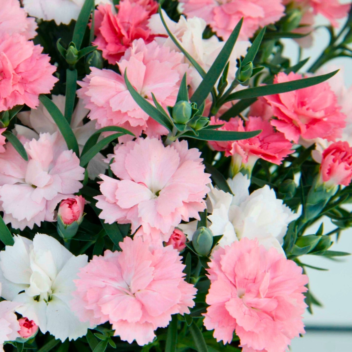 EVERLAST™ Pink Dianthus