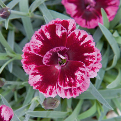 EVERLAST™ Pink Dianthus