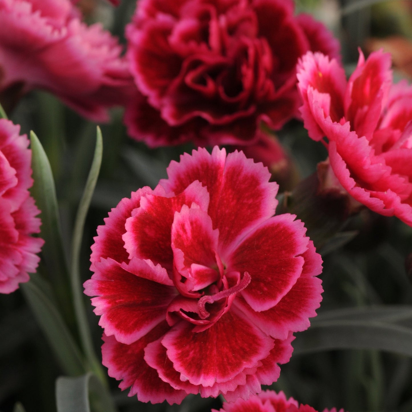 EVERLAST™ Pink Dianthus