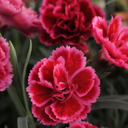 EVERLAST™ Pink Dianthus