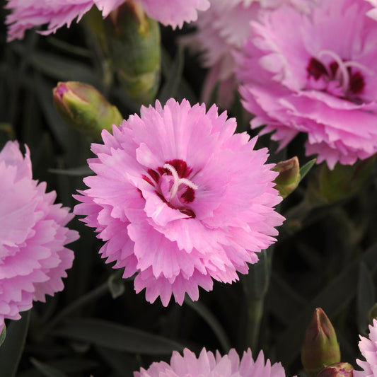 EVERLAST™ Pink Dianthus