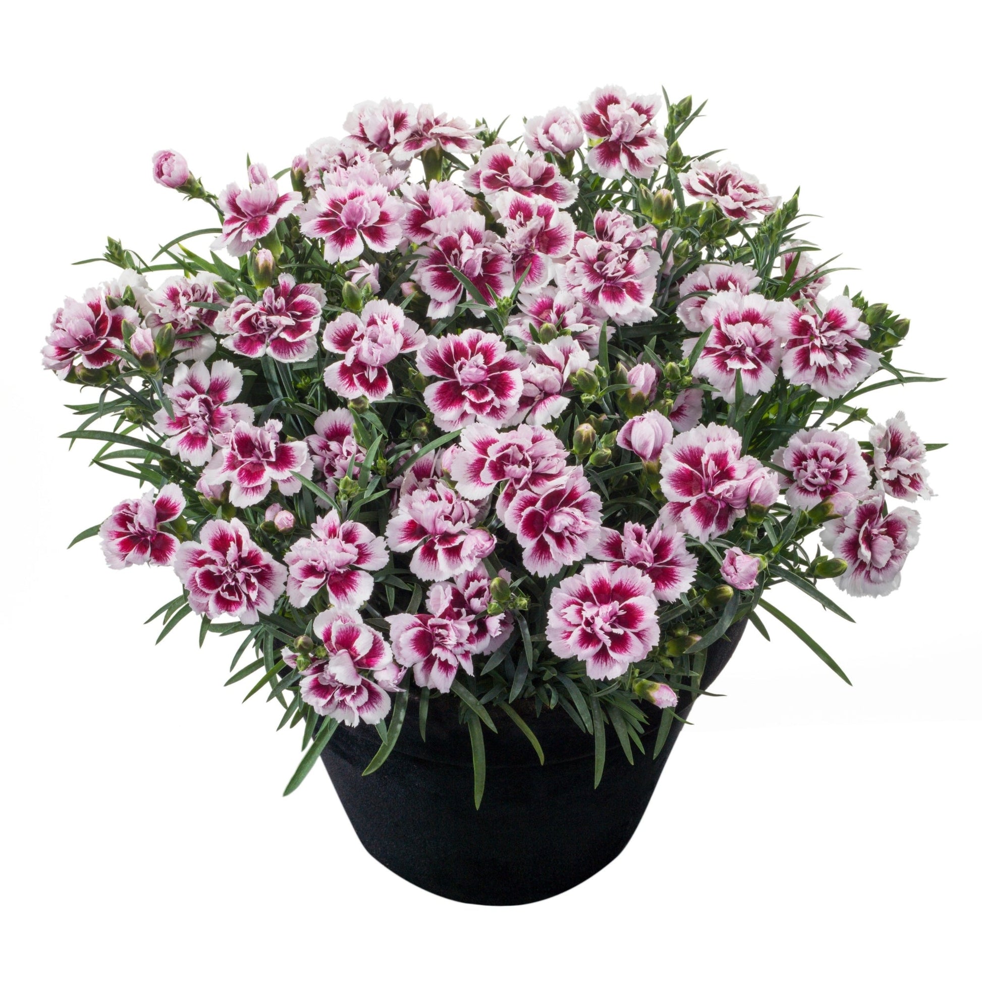 odessa pot planter ODESSA® Amy Carnation – Jardineries Botanix